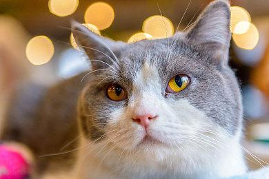 《应征入伍：突尼斯之战》封闭测试宣传片 PS5平台现已开启